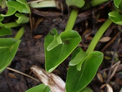 Caltha introloba