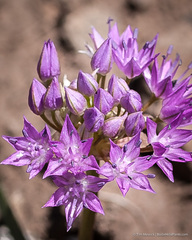 Lophioprason