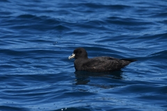 Procellaria aequinoctialis