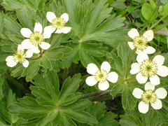 Anemonastrum villosissimum