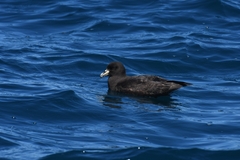 Procellaria aequinoctialis