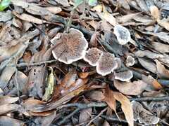 Phellodon niger