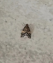 Erpis macularis