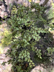 Nothofagus cliffortioides