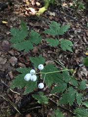 Actaea rubra neglecta
