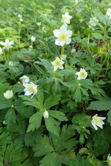 Anemonastrum flaccidum