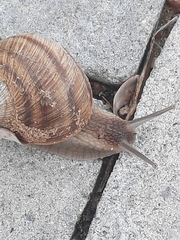 Helix engaddensis
