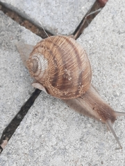 Helix engaddensis
