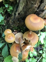 Kuehneromyces