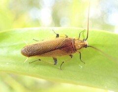 Pseudophyllodromiinae