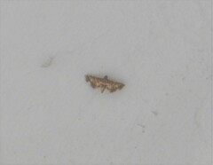Nacoleia inouei