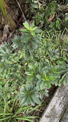 Rhododendron pulchrum phoeniceum