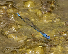 Pseudagrion cingillum