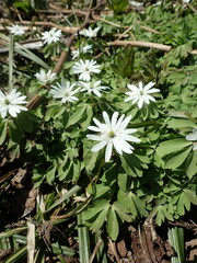 Anemonoides raddeana