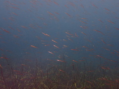 Aulorhynchus flavidus