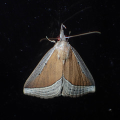 Hypena conscitalis