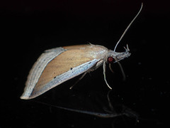 Hypena conscitalis