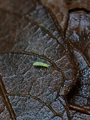 Onychiurinae