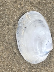Periploma planiusculum