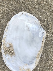 Periploma planiusculum