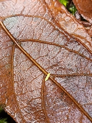 Onychiurinae