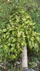 Dioscorea polystachya