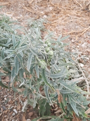 Solanum elaeagnifolium