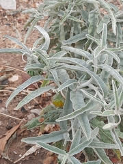 Solanum elaeagnifolium
