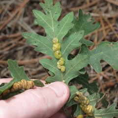 Xanthoteras eburneum