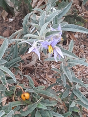 Solanum elaeagnifolium