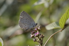 Celastrina