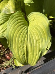 Hosta