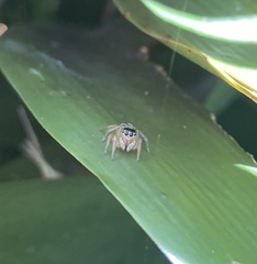Maratus scutulatus