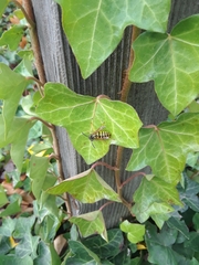 Vespula