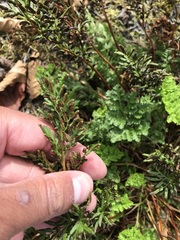 Cryptogramma sitchensis