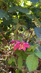 Passiflora × rosea