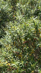 Veronica strictissima