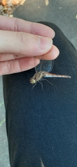 Sympetrum