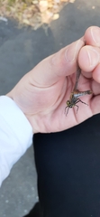 Sympetrum