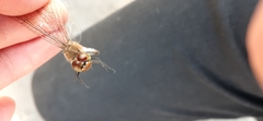 Sympetrum
