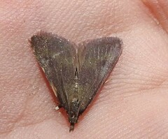 Pyrausta laticlavia