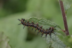 Acraea