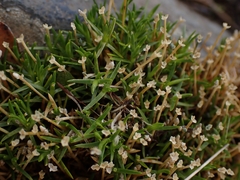 Scleranthus biflorus