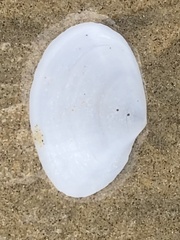 Rexithaerus secta