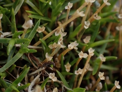 Scleranthus biflorus