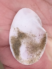 Rexithaerus secta