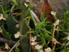 Scleranthus biflorus