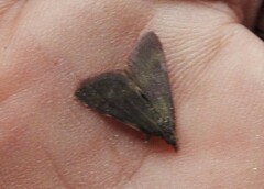 Pyrausta laticlavia