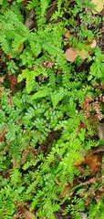 Adiantum cunninghamii