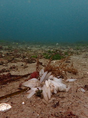Doryteuthis opalescens